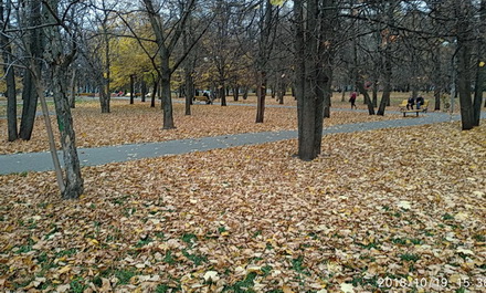бульвар укрыт ковром из листьев